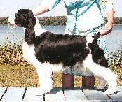 Ch Karmadi's Moments In Time